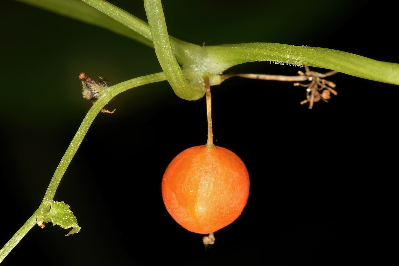 Zehneria marlothii: Zehneria marlothii , ripe fruit; Pretoria National Botanical Garden (natural), Pretoria, Gauteng, South Africa