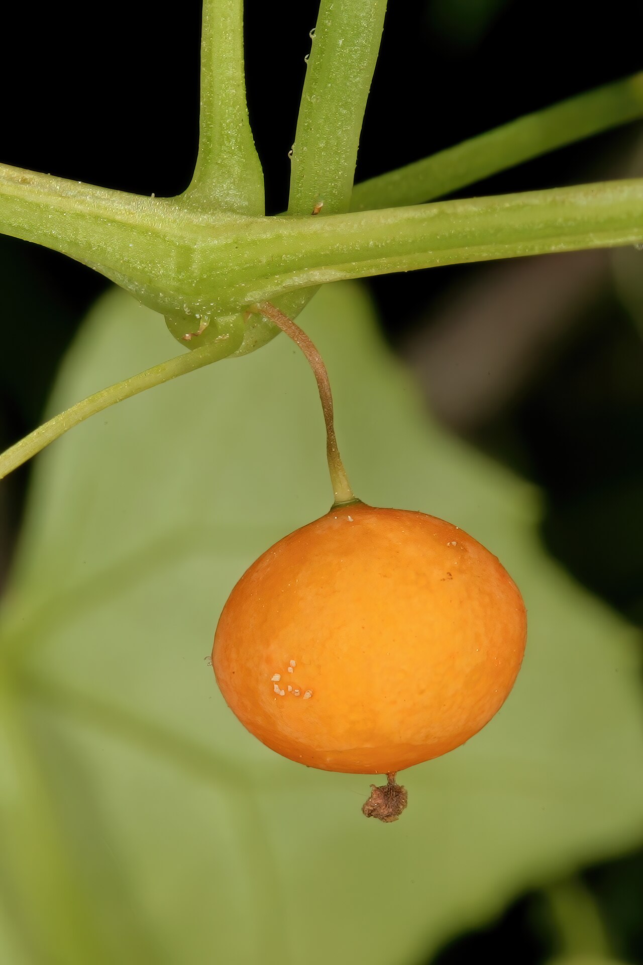Zehneria marlothii: Zehneria marlothii , ripe fruit; Pretoria National Botanical Garden (natural), Pretoria, Gauteng, South Africa