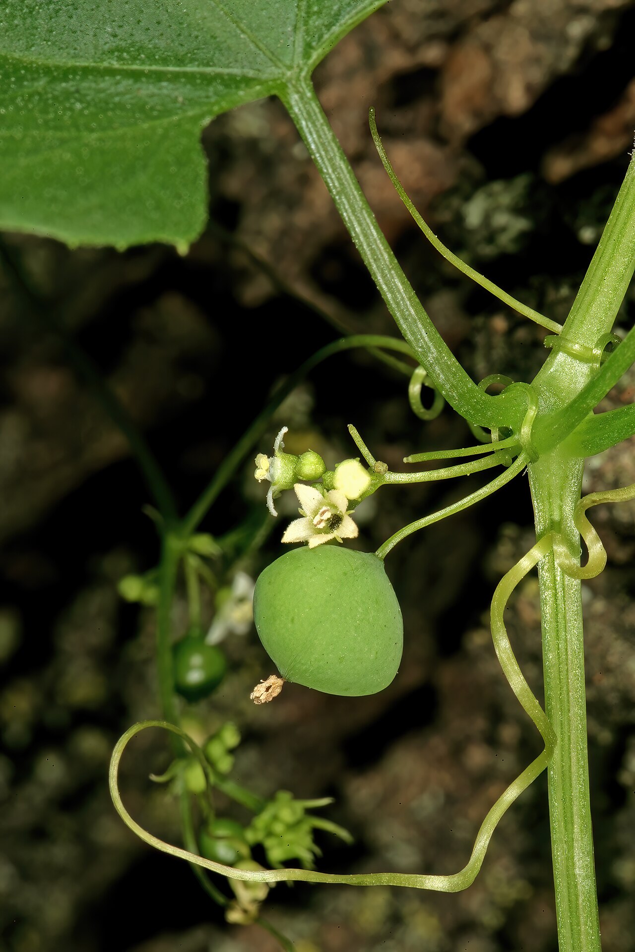 Zehneria marlothii: Zehneria marlothii , flowers and developing fruit; Pretoria National Botanical Garden (natural), Pretoria, Gauteng, South Africa