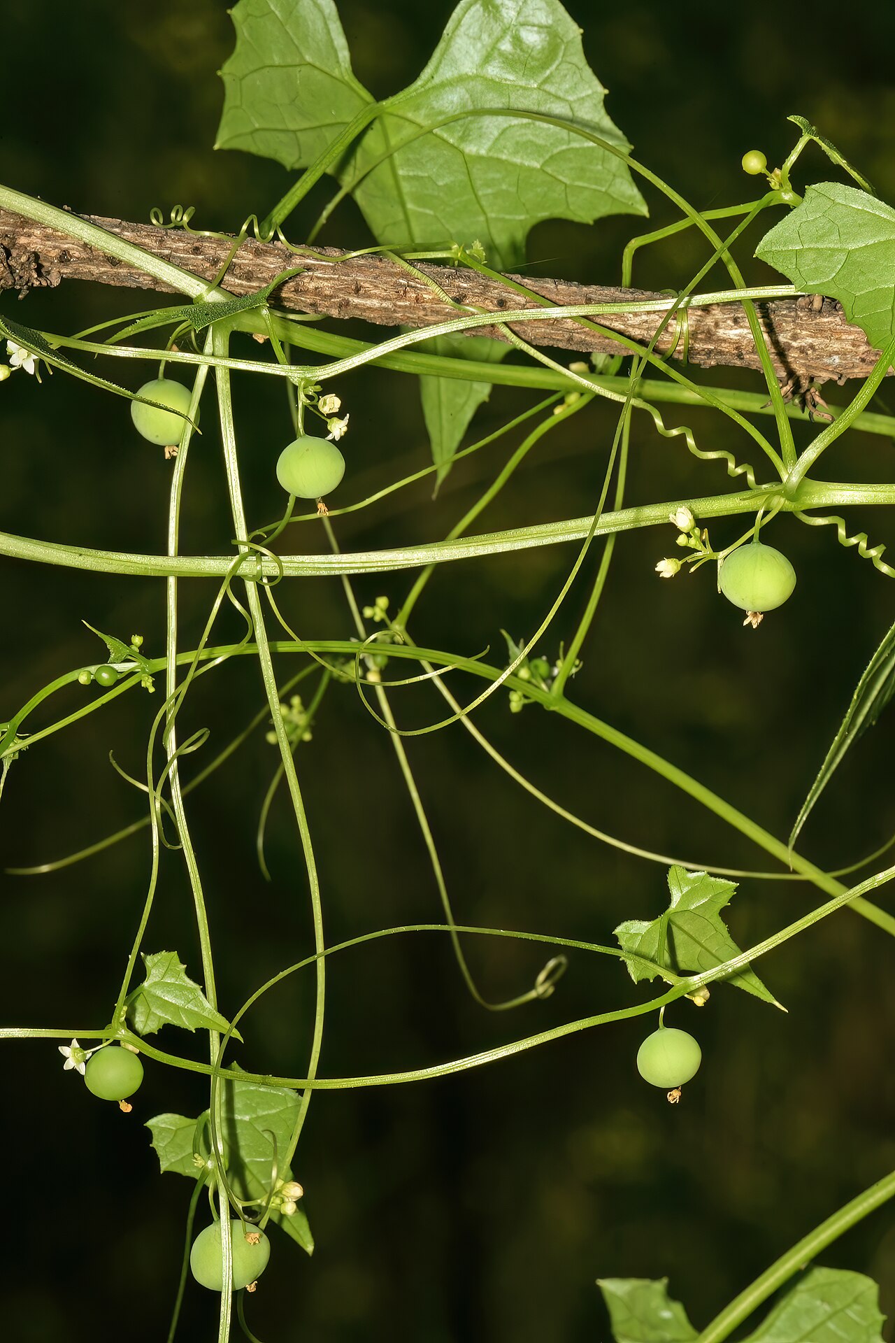 Zehneria marlothii: Zehneria marlothii , flowers and developing fruit; Pretoria National Botanical Garden (natural), Pretoria, Gauteng, South Africa