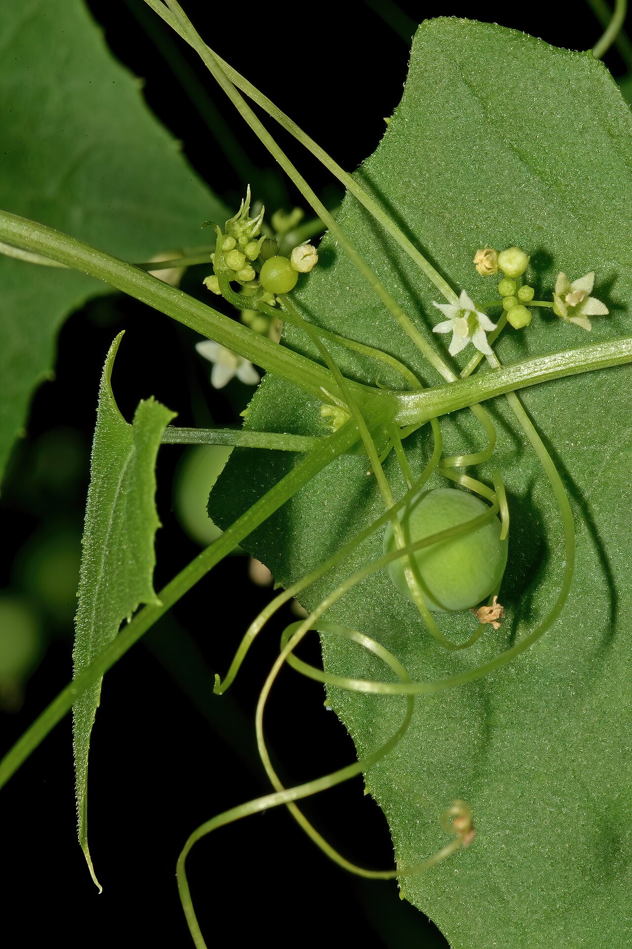 Zehneria marlothii: Zehneria marlothii , flowers and developing fruit; Pretoria National Botanical Garden (natural), Pretoria, Gauteng, South Africa