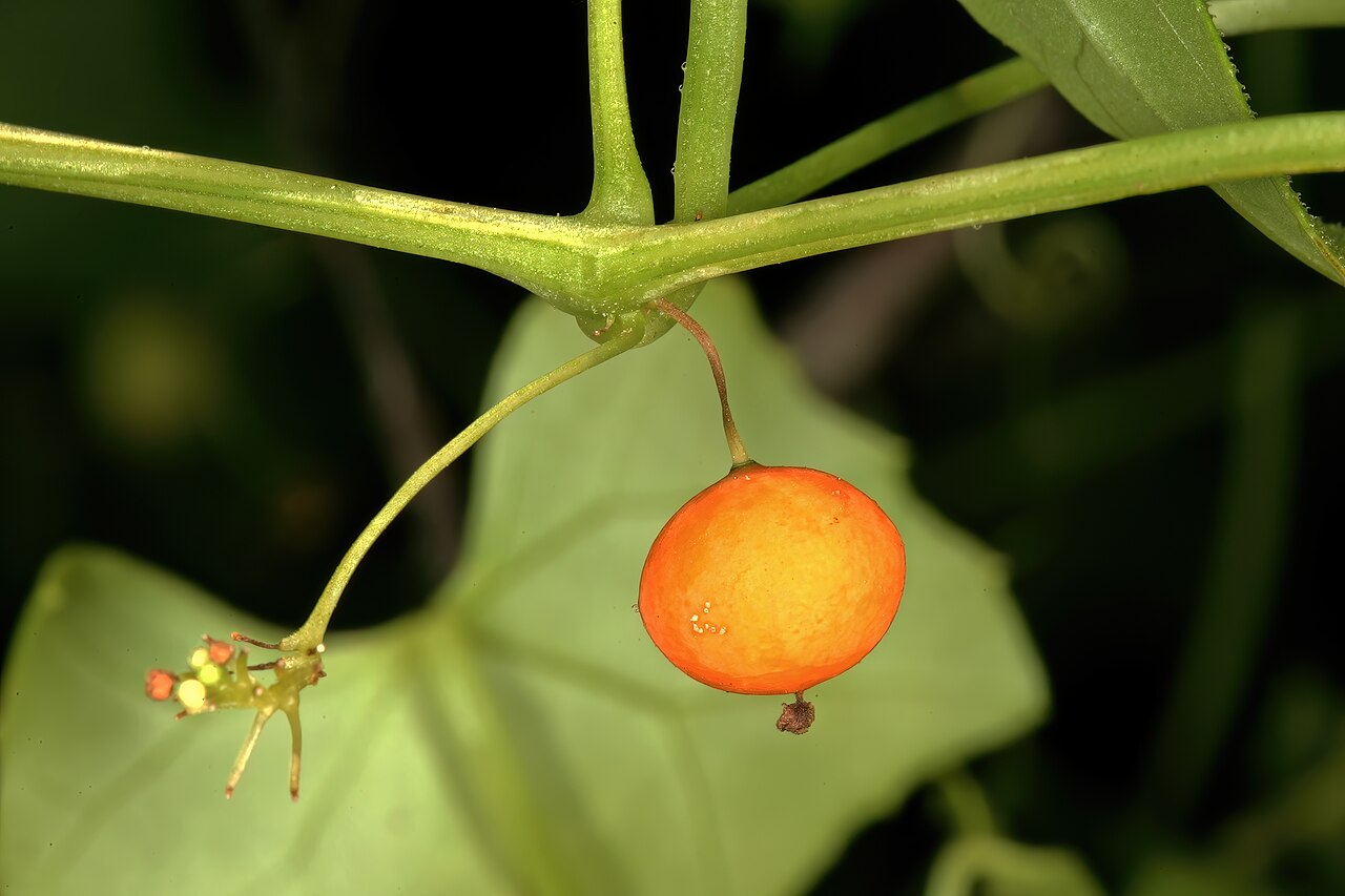 Zehneria marlothii: Zehneria marlothii , ripe fruit; Pretoria National Botanical Garden (natural), Pretoria, Gauteng, South Africa