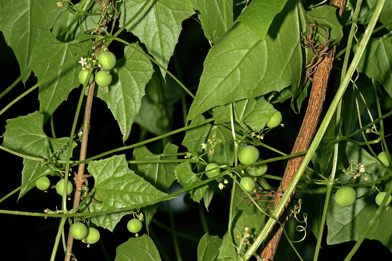 Zehneria marlothii: Zehneria marlothii , flowers and developing fruit; Pretoria National Botanical Garden (natural), Pretoria, Gauteng, South Africa