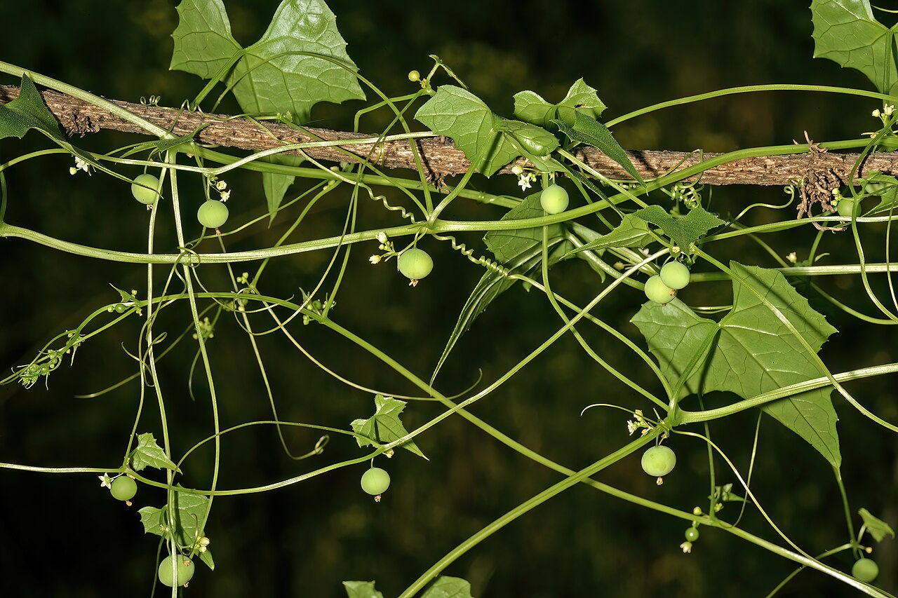 Zehneria marlothii: Zehneria marlothii , flowers and developing fruit; Pretoria National Botanical Garden (natural), Pretoria, Gauteng, South Africa