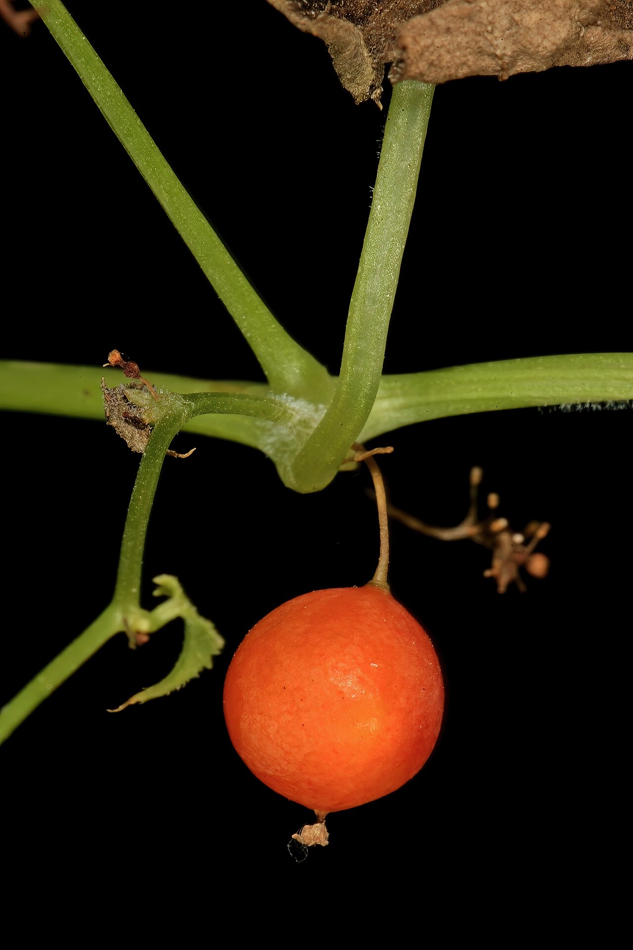 Zehneria marlothii: Zehneria marlothii , ripe fruit; Pretoria National Botanical Garden (natural), Pretoria, Gauteng, South Africa