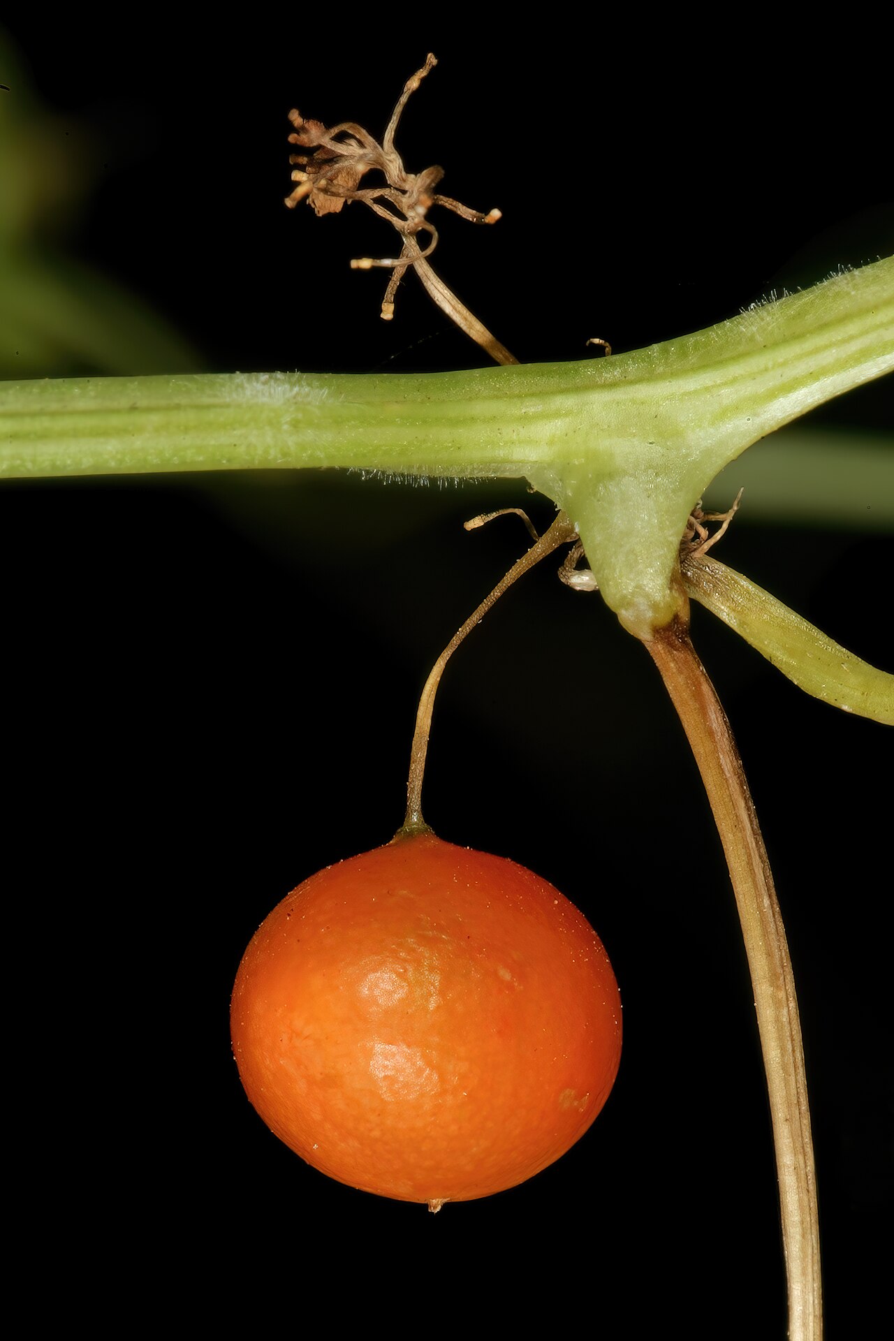 Zehneria marlothii: Zehneria marlothii , ripe fruit; Pretoria National Botanical Garden (natural), Pretoria, Gauteng, South Africa