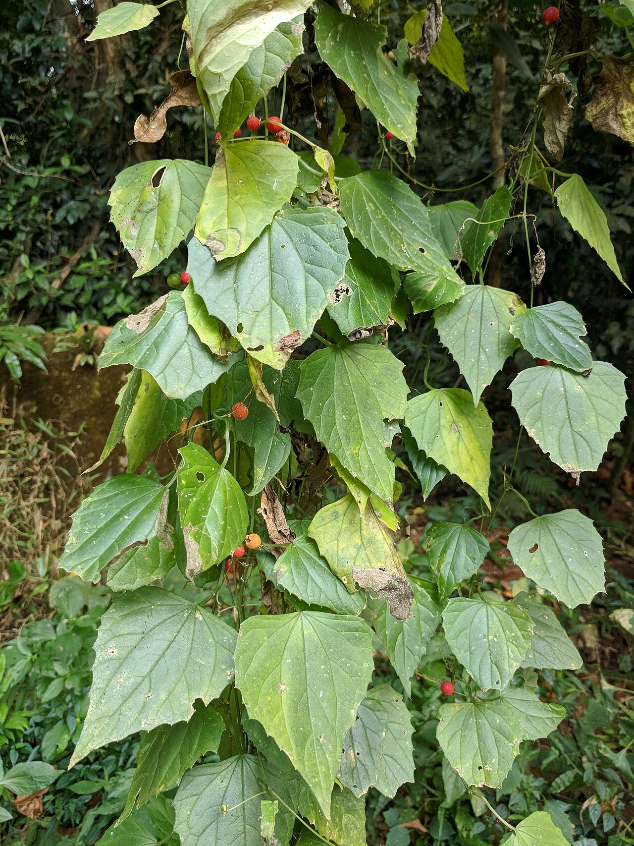 Zehneria maysurensis: Wayanadu