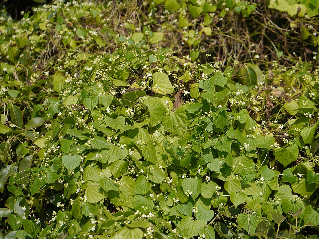 Zehneria maysurensis: Zehneria maysorensis (Wight & Arn.) Arn.