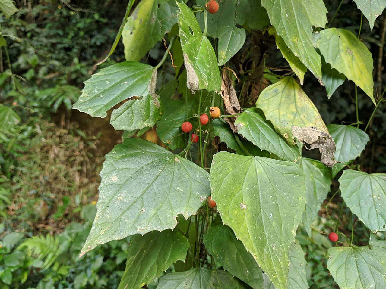 Zehneria maysurensis: Wayanadu