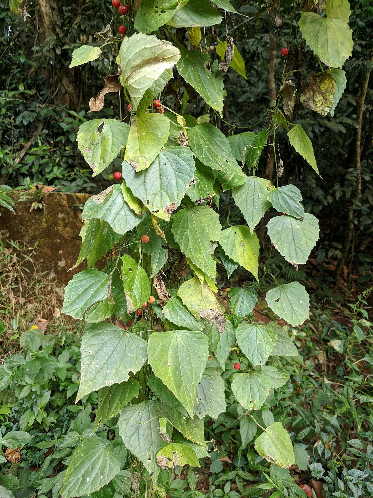 Zehneria maysurensis: Wayanadu