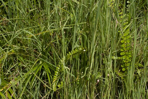 Zehneria odorata (Zehneria odorata)