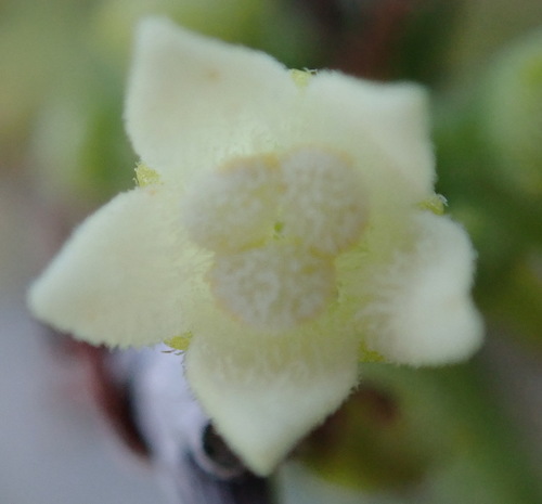 Zehneria scabra (Zehneria scabra)