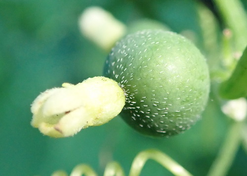 Zehneria scabra (Zehneria scabra)