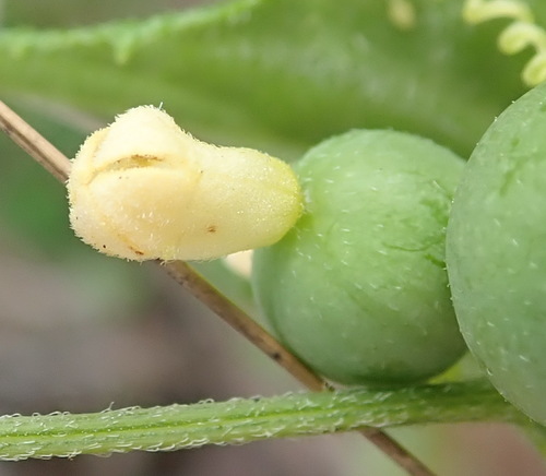 Zehneria scabra (Zehneria scabra)