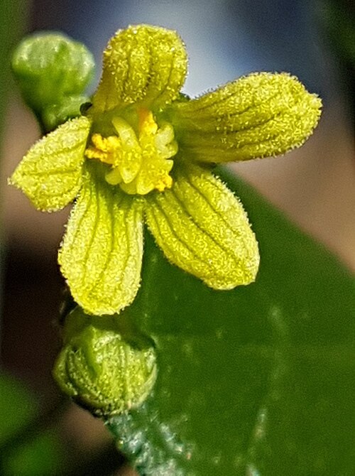 Zehneria scabra: Flower & buds of Zehneria scabra Sond. - cultivated at Honeydew, Johannesburg, South Africa