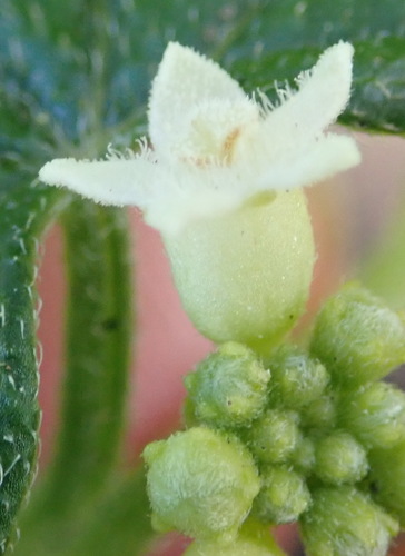 Zehneria scabra (Zehneria scabra)