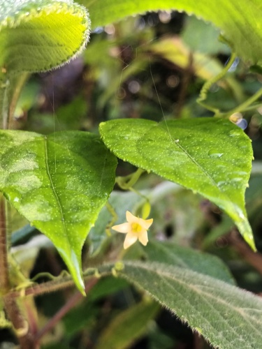 Zehneria thwaitesii (Zehneria thwaitesii)