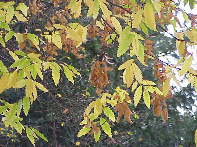 Caucasian zelkova: Species : Zelkova carpinifolia Family : Ulmaceae Image No. 2