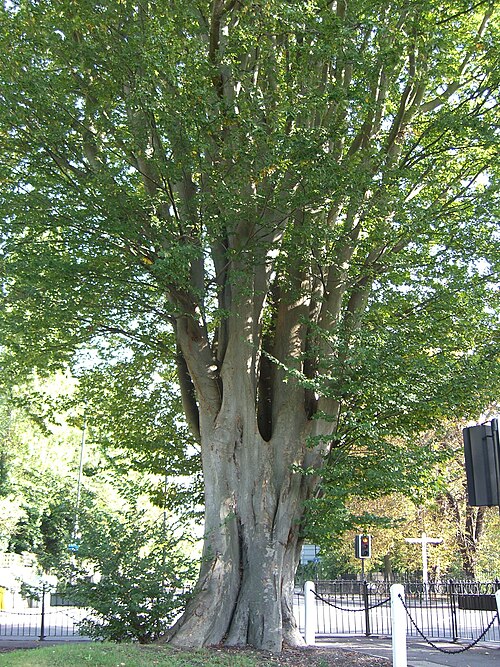 Caucasian zelkova: Zelkova carpinifolia at Dulwich Common, London
