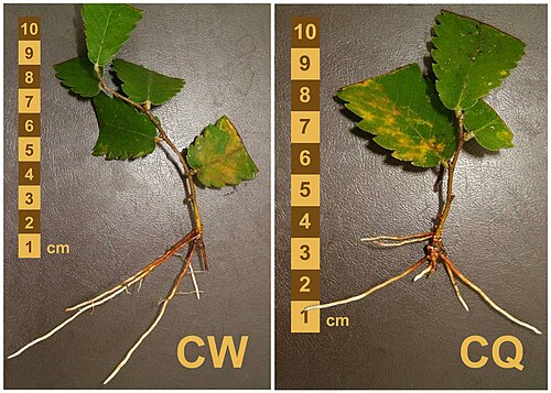 Caucasian zelkova: Ожиљенице кавкаске зелкове, Арборетум, Београд (аутор: Зоран Рацић).