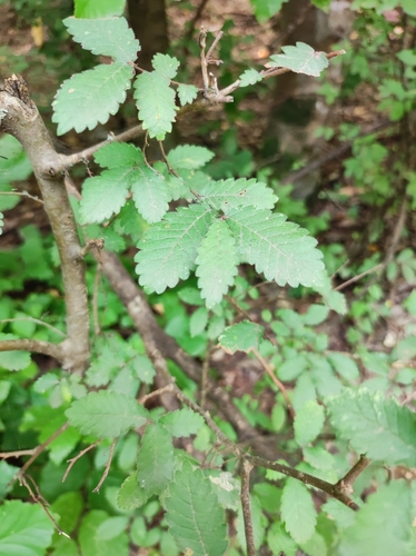 Caucasian zelkova (Zelkova carpinifolia)