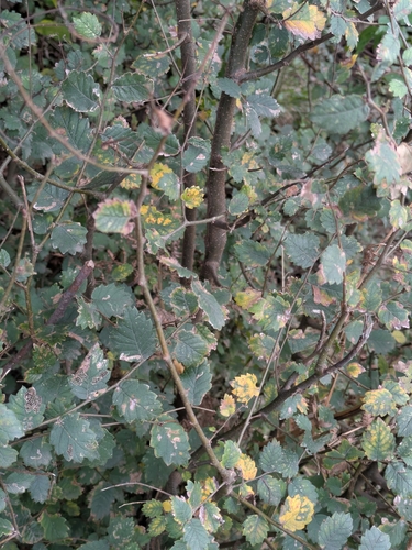 Caucasian zelkova (Zelkova carpinifolia)