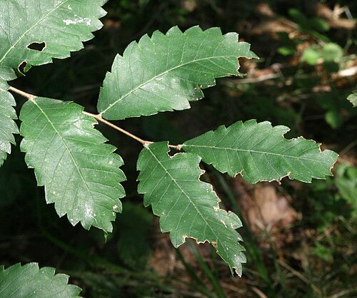 Caucasian zelkova: Leaves of Zelkova carpinifolia, Dendrological Garden Pruhonice, Czech Republic
