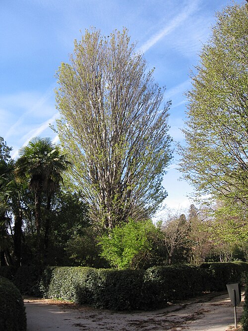 Caucasian zelkova: Zelkova carpinifolia en primavera. Real Jardín Botánico, Madrid, España.