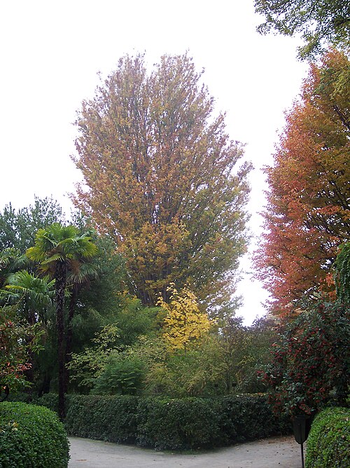 Caucasian zelkova: Zelkova carpinifolia en otoño. Real Jardín Botánico, Madrid, España.