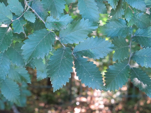 Caucasian zelkova (Zelkova carpinifolia)