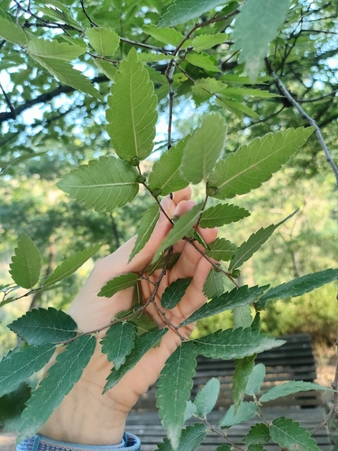 Caucasian zelkova (Zelkova carpinifolia)