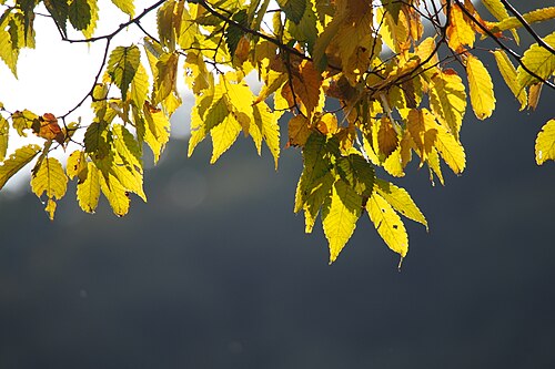 Japanese zelkova: ケヤキ.