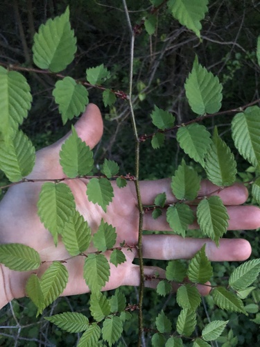 Japanese zelkova (Zelkova serrata)