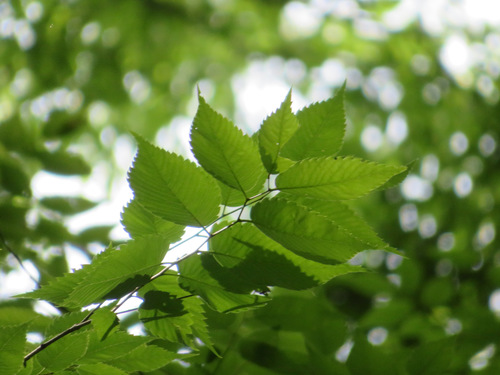 Japanese zelkova (Zelkova serrata)