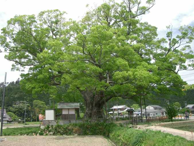 Japanese zelkova: Noma Keyaki, an about-1000-year-old Zelkova serrata