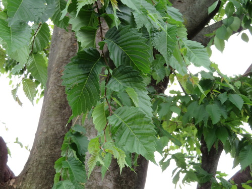 Japanese zelkova (Zelkova serrata)