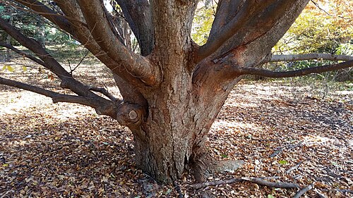 Japanese zelkova: Chadwick Arboretum and Learning Gardens The Ohio State University Columbus, Ohio