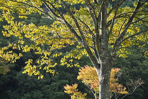 Japanese zelkova: ケヤキ.
