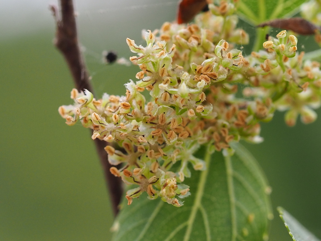 Japanese zelkova (Zelkova serrata)
