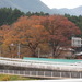 Japanese zelkova (Zelkova serrata)