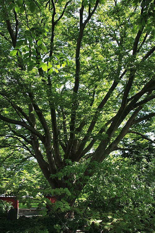 Japanese zelkova: Дерево Zelkova serrata Лейденському ботанічному саду