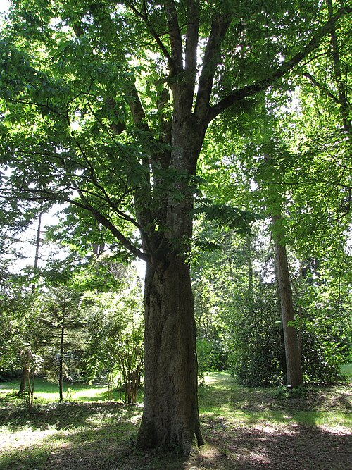 Japanese zelkova: Arboretum National des Barres, Nogent-sur-Vernisson, Loiret, France. Zelkova serrata Makino. A.k.a. Japanese zelkova, Japanese elm or keyaki. Planted in 1894