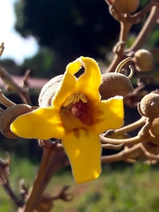 Zeyheria montana (Zeyheria montana)
