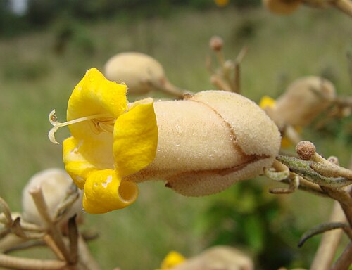 Zeyheria montana: Zeyheria montana - BIGNONIACEAE Campus da Universidade de Brasília (UnB) - Brasília - Distrito Federal - Brasil.