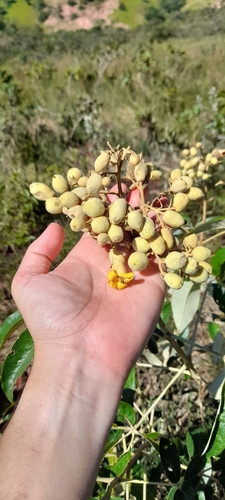 Zeyheria montana (Zeyheria montana)
