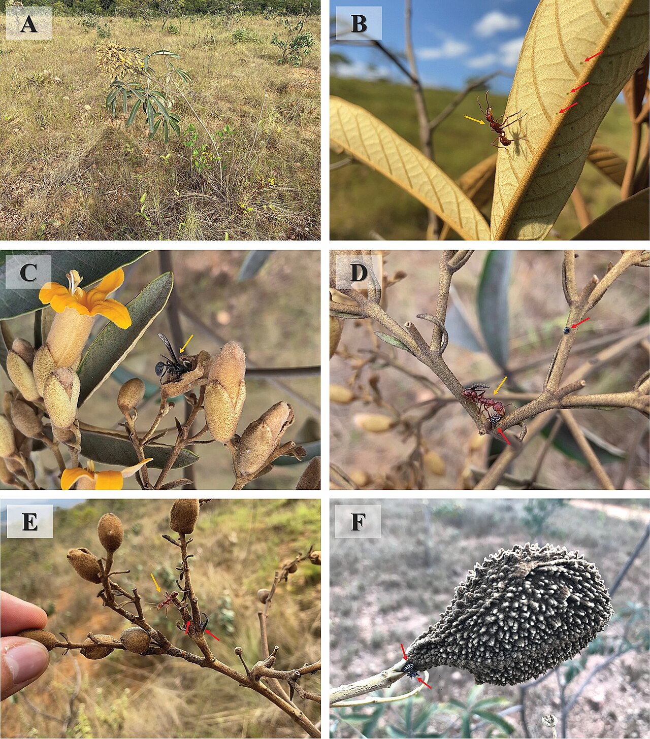 Zeyheria montana: Biotic interactions between Zeyheria montana, Ectatomma tuberculatum and Guayaquila xiphias. A. Individual of Zeyheria montana Mart. on rocky outcrops in Minas