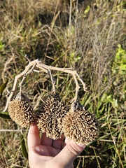 Zeyheria montana (Zeyheria montana)