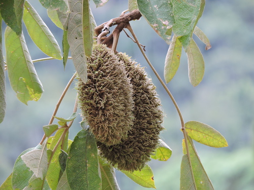 Zeyheria tuberculosa (Zeyheria tuberculosa)
