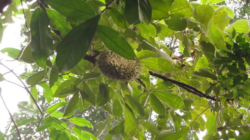 Zeyheria tuberculosa (Zeyheria tuberculosa)