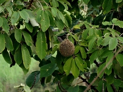 Zeyheria tuberculosa (Zeyheria tuberculosa)